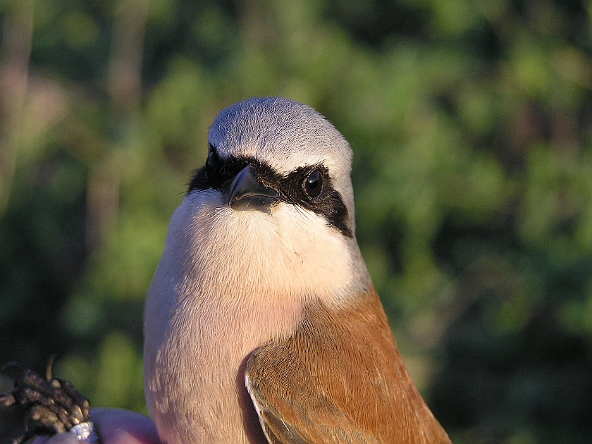 Red-backed Shrike, Sundre 20050513